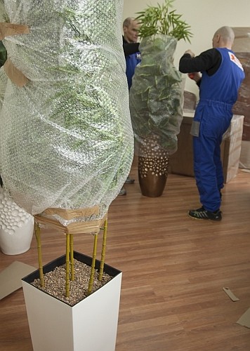 Растения в горшках