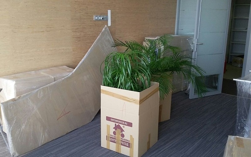 Растения упакованные для перевозки Растения упакованные для перевозки